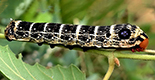 Hippotion osiris